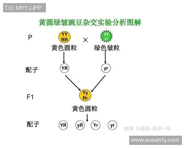 足球遗传的奥秘探讨：基因如何影响球员的技术与表现